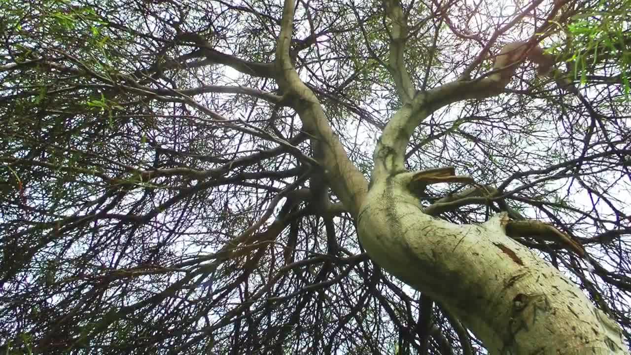   Stock Footage Tree Full Of Branches Seen From Below Live Wallpaper