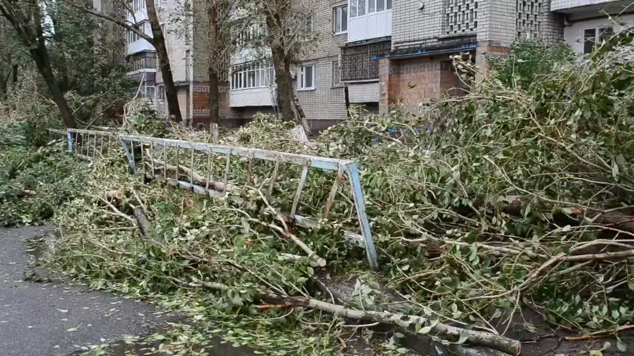   Stock Footage Tree Fallen On The Street By A Hurricane Live Wallpaper