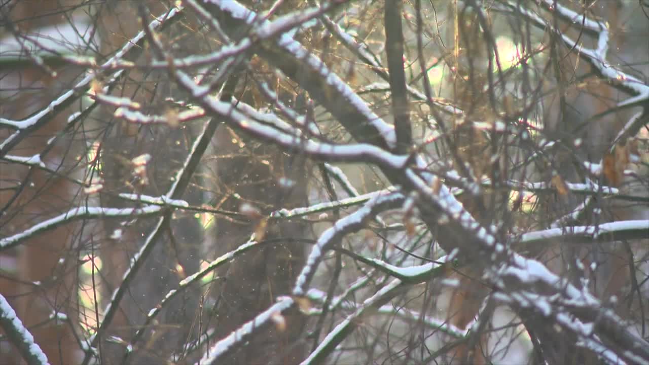   Stock Footage Tree Branches When It Snows Live Wallpaper