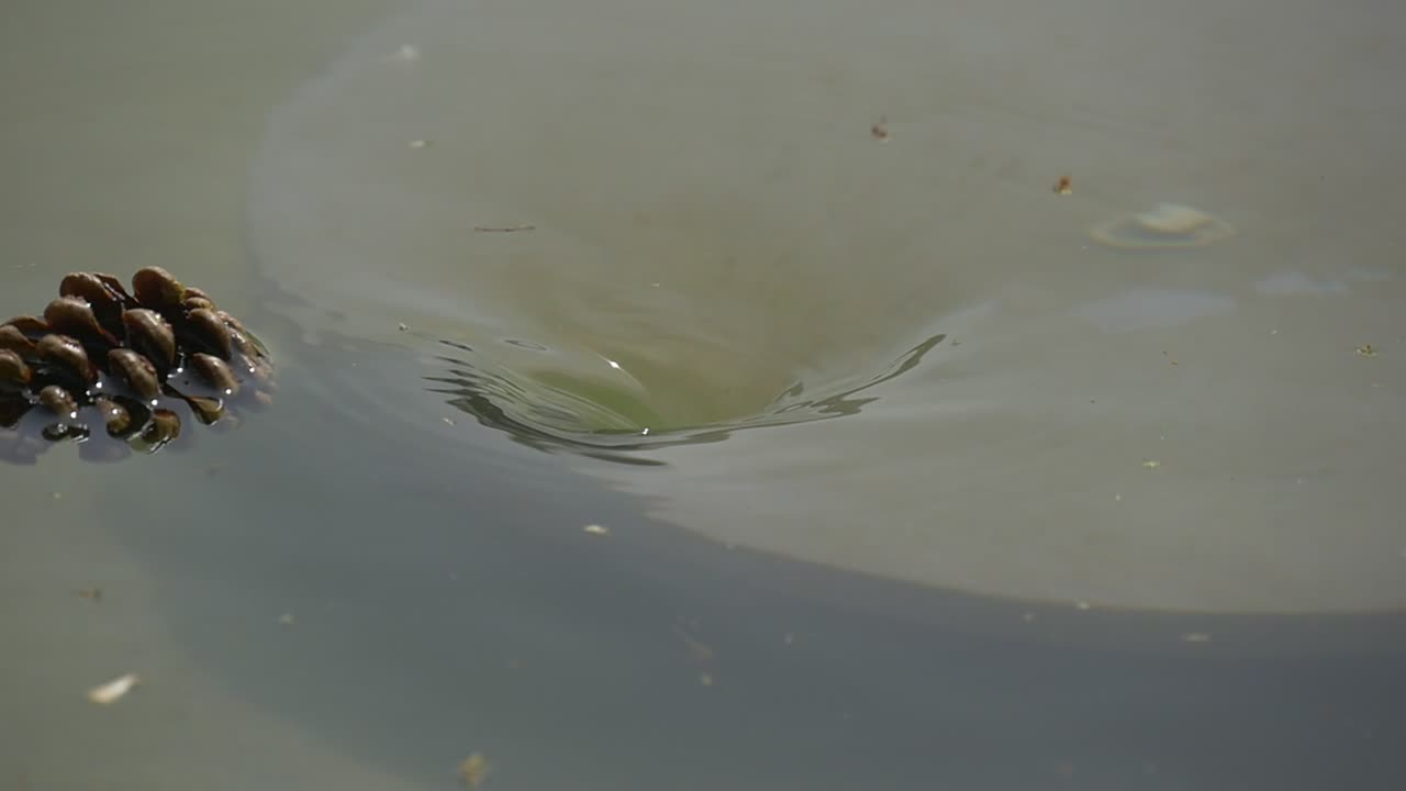   Stock Footage Tree Cone In The Water Live Wallpaper