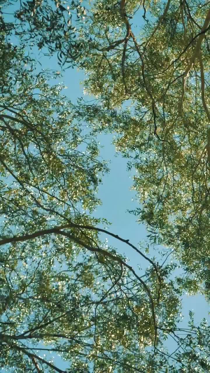   Stock Footage Tree Branches In The Breeze Live Wallpaper