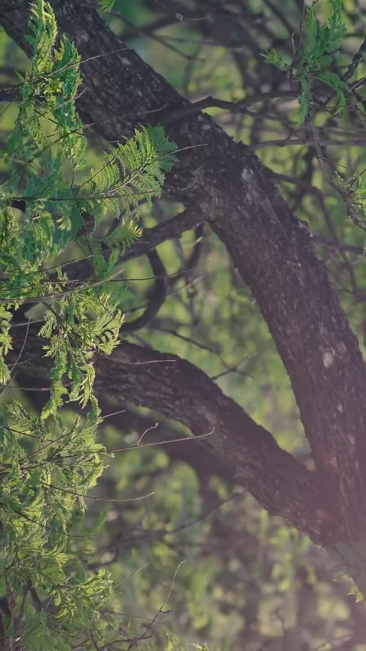   Stock Footage Tree Branches And Leaves Close Up Live Wallpaper