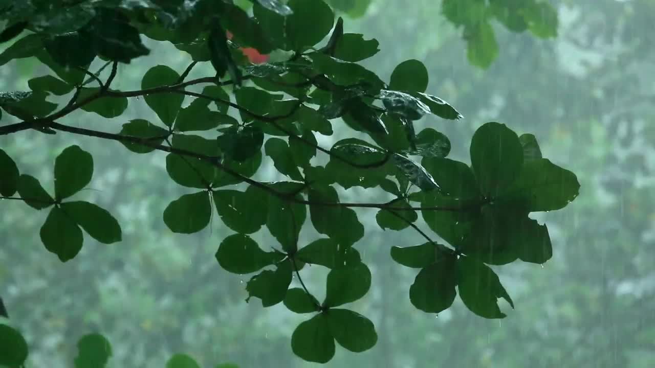   Stock Footage Tree Branche Under The Rain In The Woods Live Wallpaper