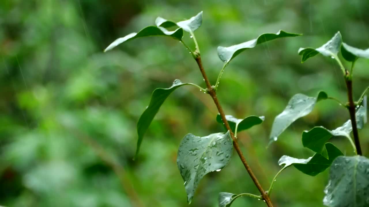   Stock Footage Tree Branch Closeup Under The Rain Live Wallpaper