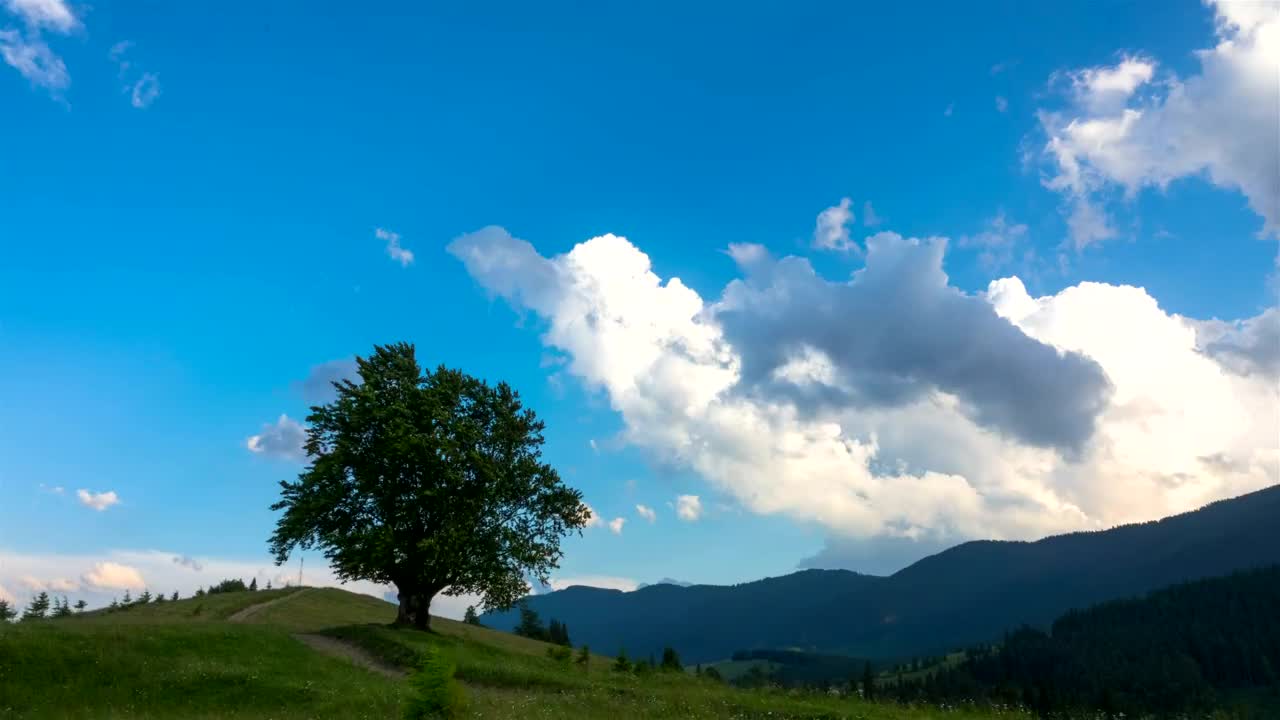   Stock Footage Tree And Cows In The Meadow Time Lapse Live Wallpaper