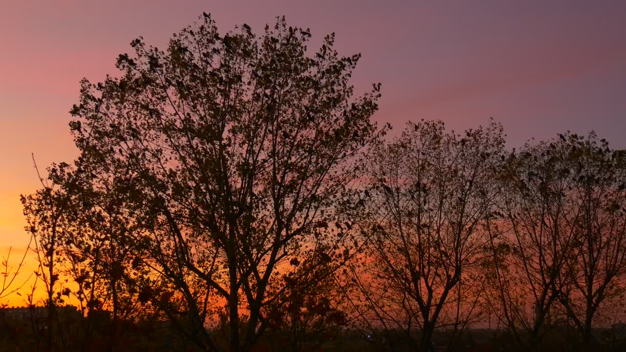   Stock Footage Tree And Birds Silhouettes In A Sunset Live Wallpaper