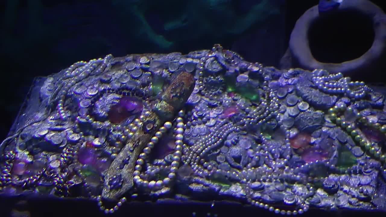   Stock Footage Treasure In The Seabed Live Wallpaper