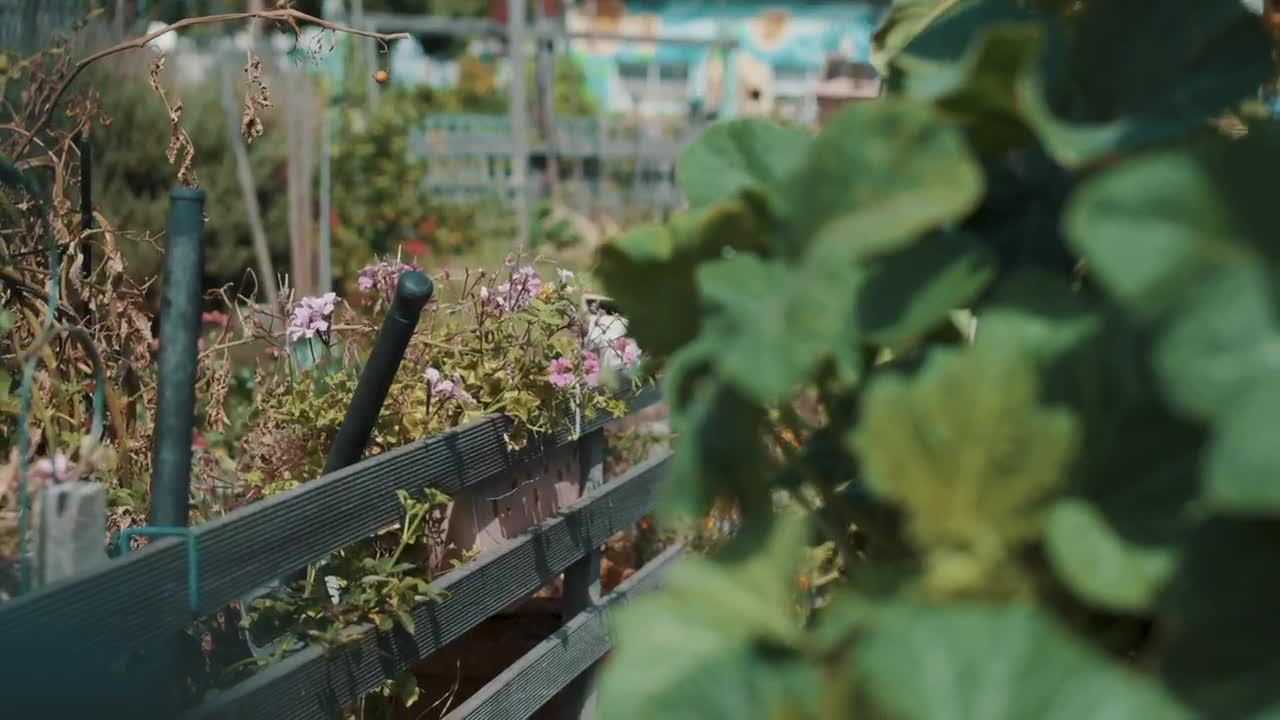 Stock Footage Woman Smelling Flowers Live Wallpaper Free