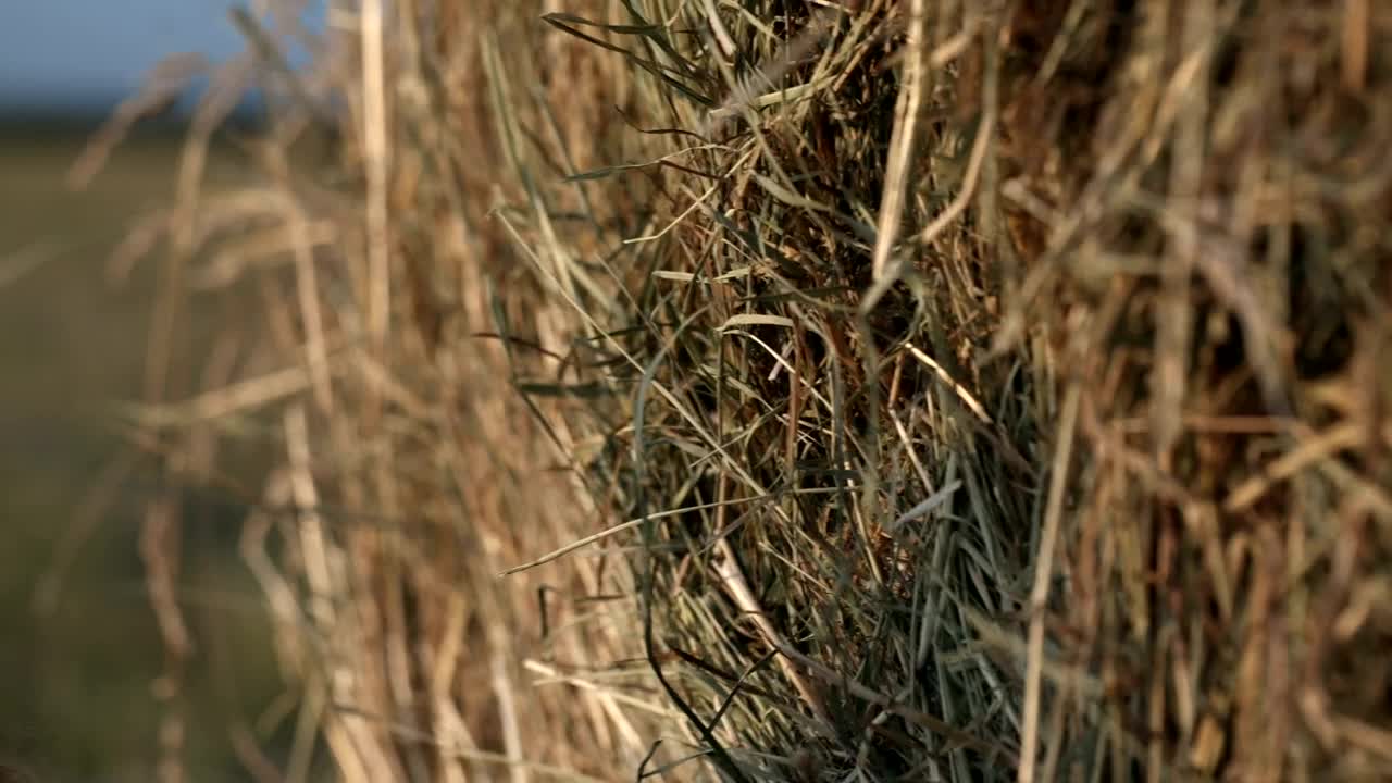 Stock Footage Woman Resting Against A Roll Of Hay Live Wallpaper Free