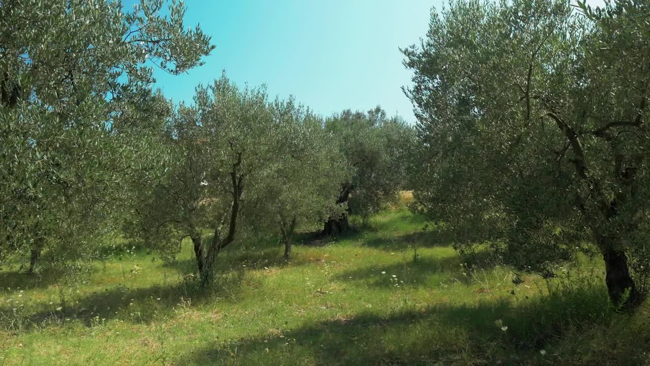 Stock Footage Woodland On A Sunny Day Live Wallpaper Free