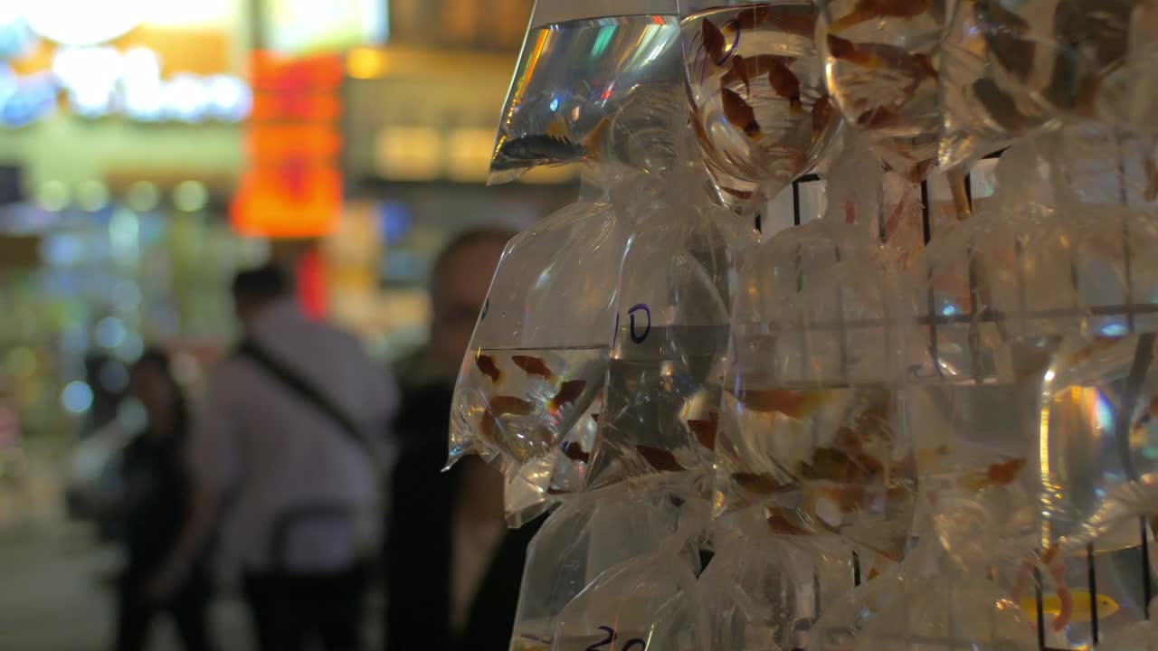 Stock Footage Woman Viewing Fish For Sale Live Wallpaper Free