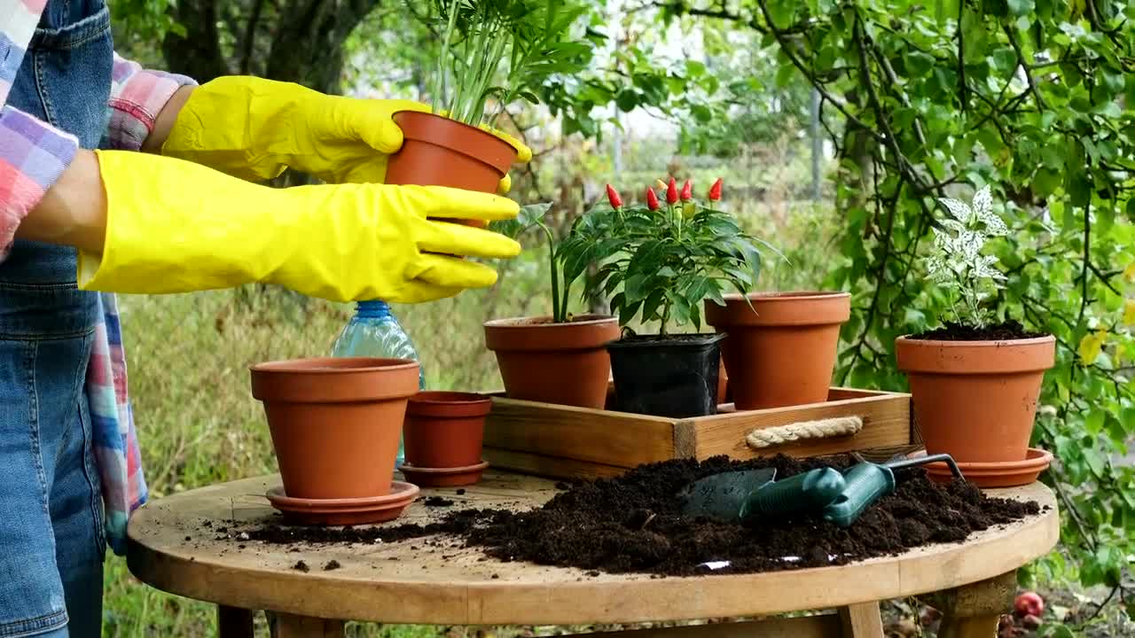 Stock Footage Woman With Yellow Gloves Doing Gardening Chores Live Wallpaper Free