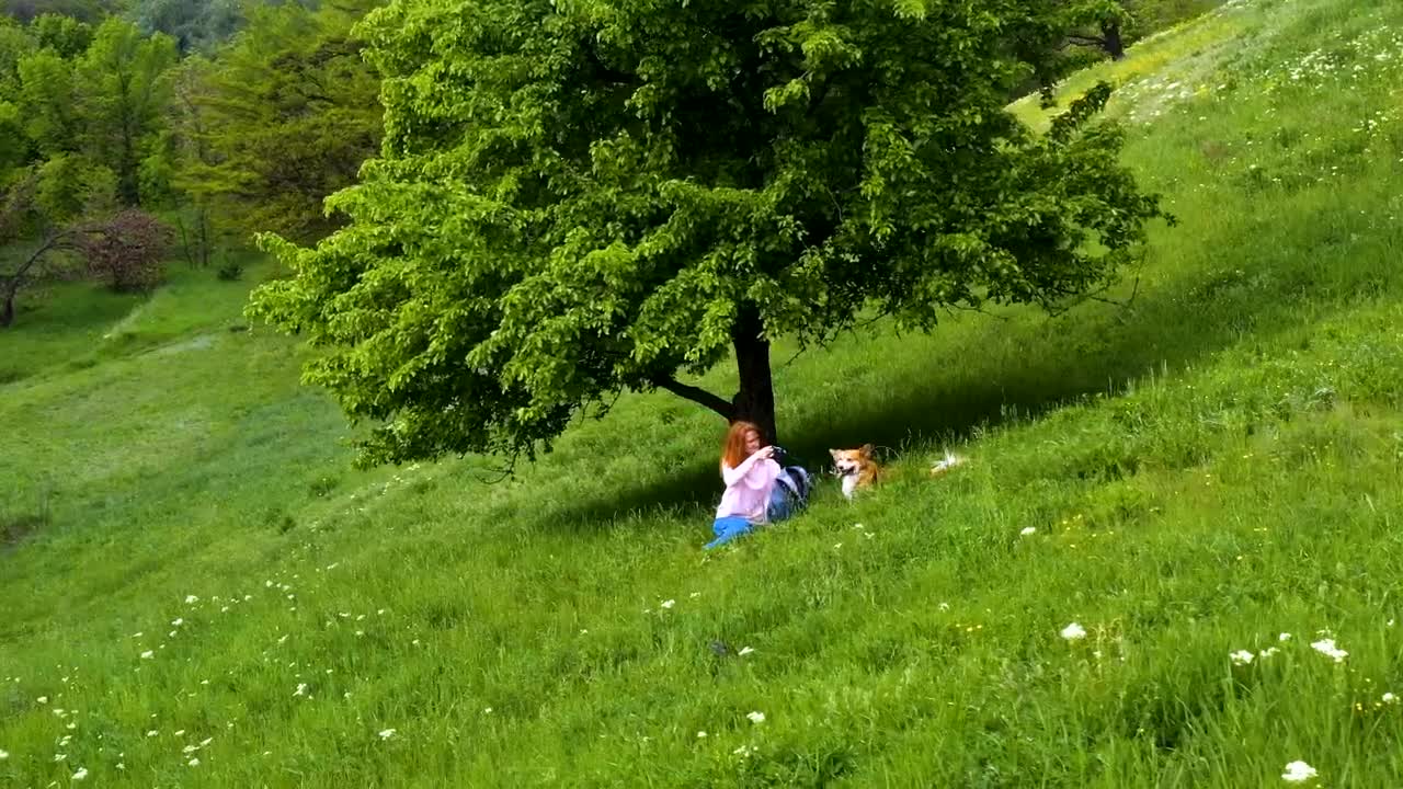 Stock Footage Woman With A Dog On The Green Grass Field Live Wallpaper Free