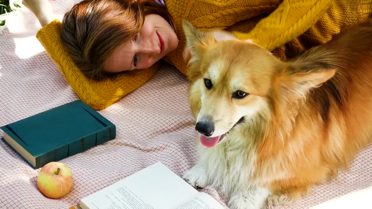 Stock Footage Woman With Corgi Dog On A Picnic Day Live Wallpaper Free