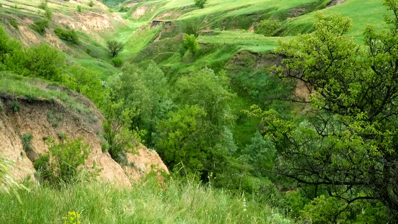 Stock Footage Young Woman Walking In The Wilderness Live Wallpaper Free