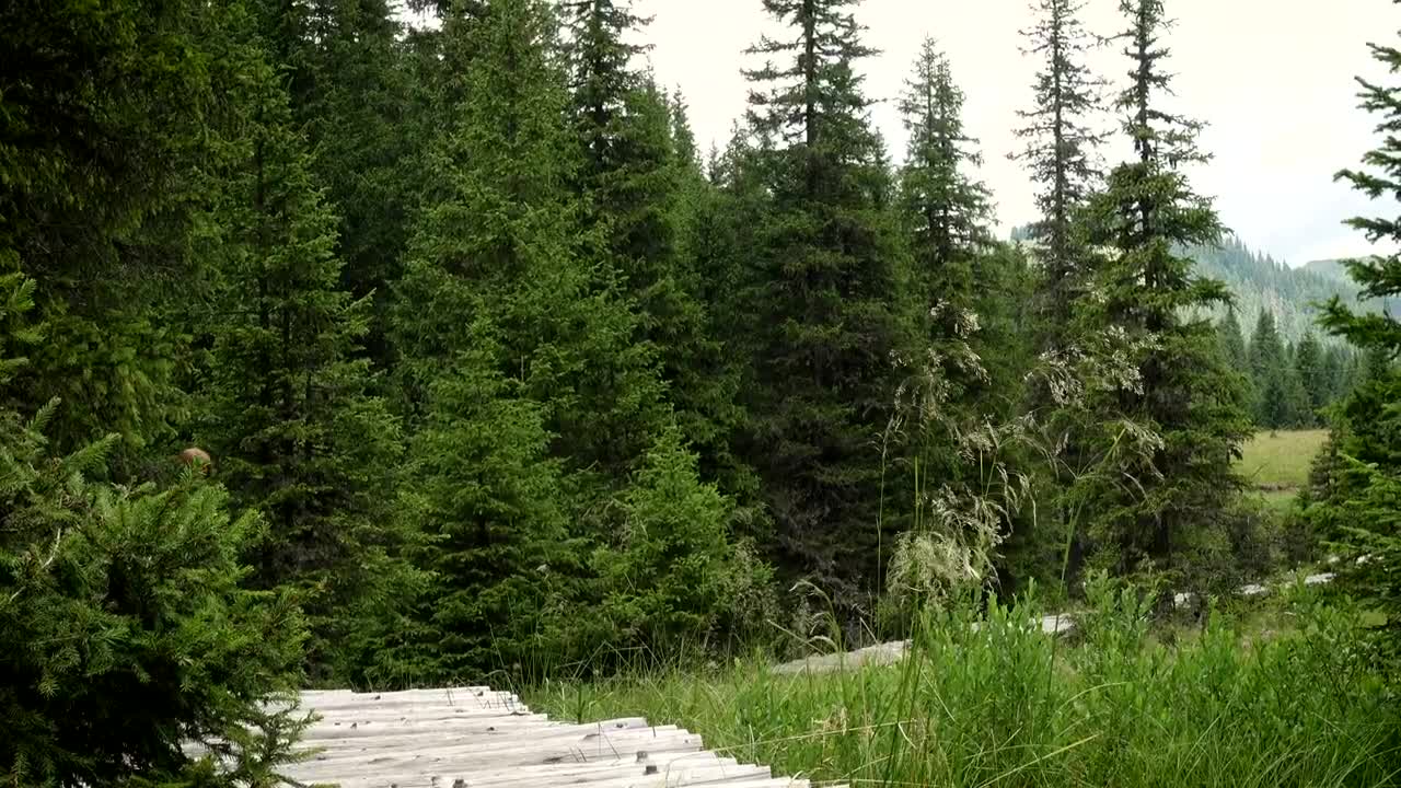 Stock Footage Young Hiker Woman Walking Through The Forest Live Wallpaper Free