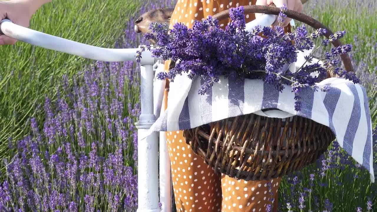 Stock Footage Woman With A Bike In The Lavender Field Live Wallpaper Free