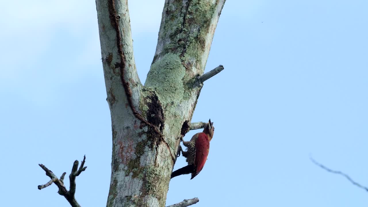 Stock Footage Woodpecker Inside A Tree Live Wallpaper Free