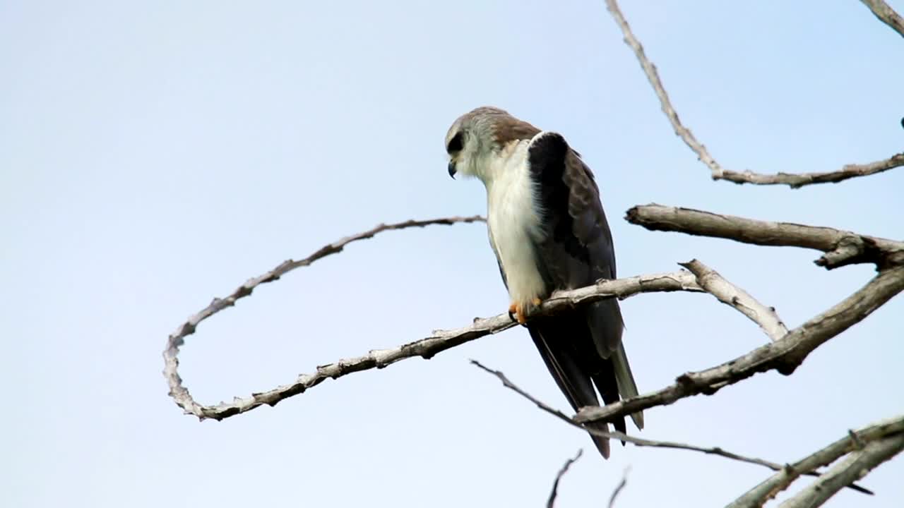 Stock Footage Young Eagle In The Tree Tops Live Wallpaper Free