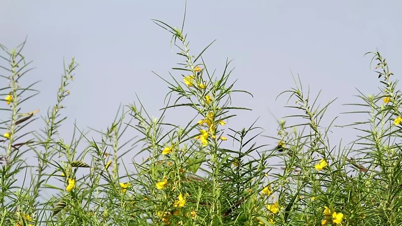 Stock Footage Yellow Wildflowers And Insects Live Wallpaper Free