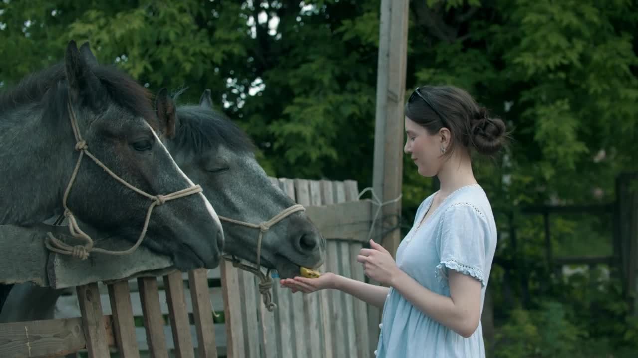 Stock Footage Young Woman Feeding Grey Horses In The Farm Live Wallpaper Free