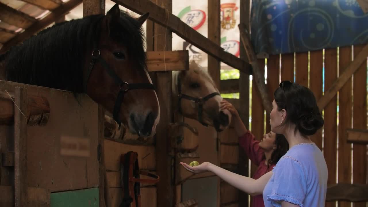 Stock Footage Young Women Feeding Horses At The Stable Live Wallpaper Free