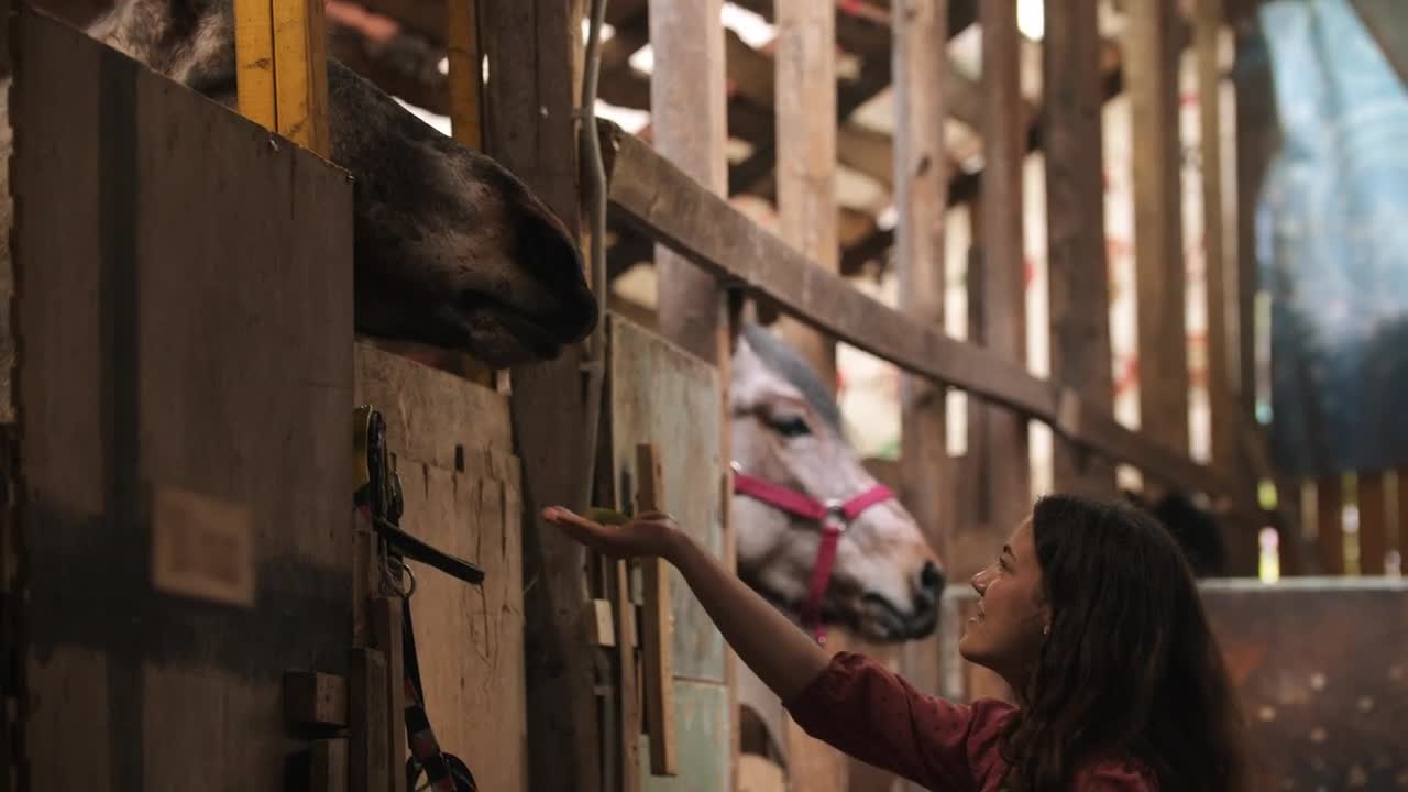 Stock Footage Young Woman Feeding A Big Horse In The Stable Live Wallpaper Free