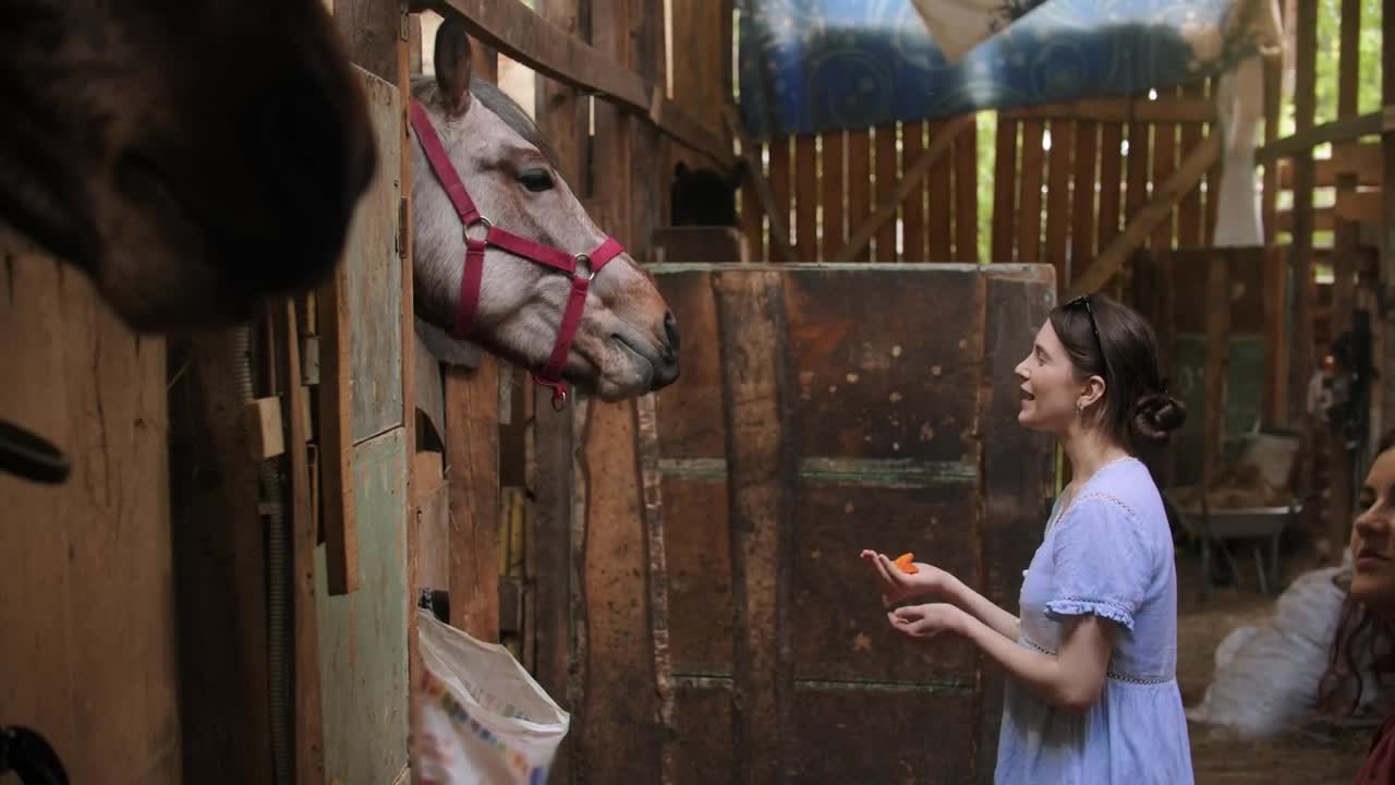 Stock Footage Young Women Feeding Horses In The Stable Live Wallpaper Free