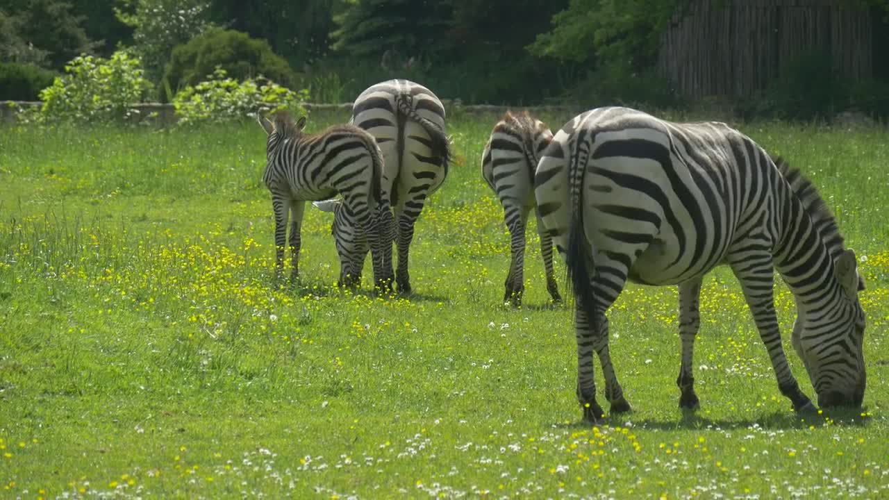 Stock Footage Zebras Grazing In A Green Meadow Live Wallpaper Free
