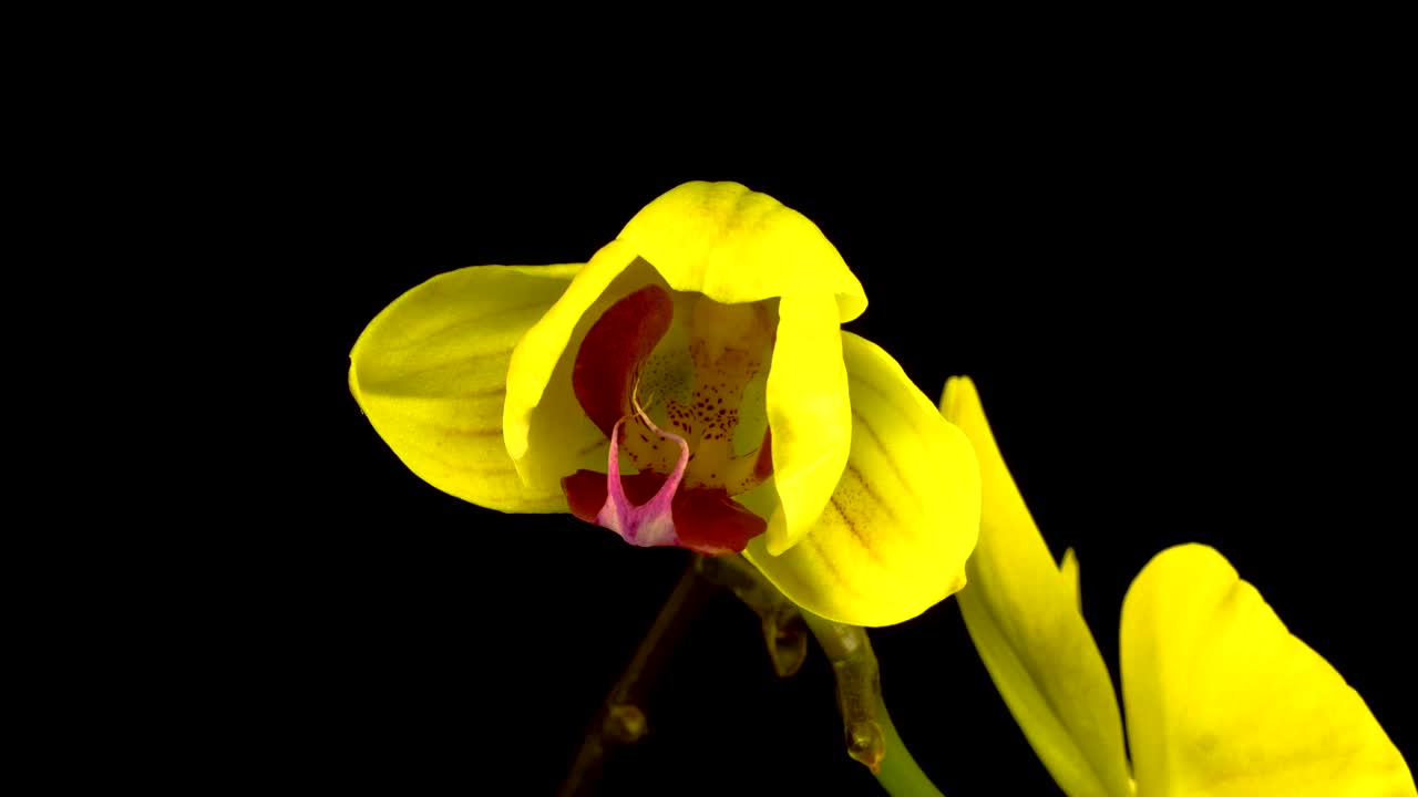 Stock Footage Yellow Orchid Blossoms Live Wallpaper Free