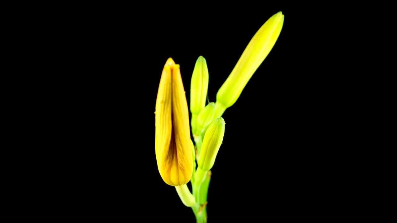 Stock Footage Yellow And Orange Lily Flower Opening Live Wallpaper Free