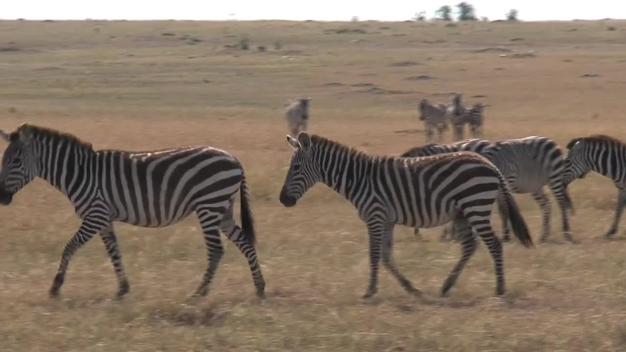 Stock Footage Zebras Walking Across Dry Grass Live Wallpaper Free