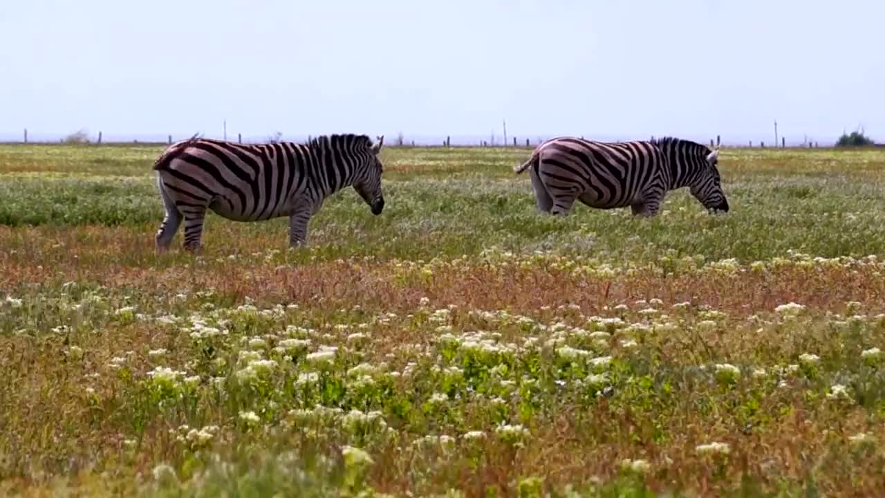 Stock Footage Zebras Grazing In The Meadow Live Wallpaper Free