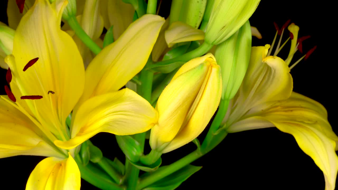 Stock Footage Yellow Lily Flower Opening Live Wallpaper Free