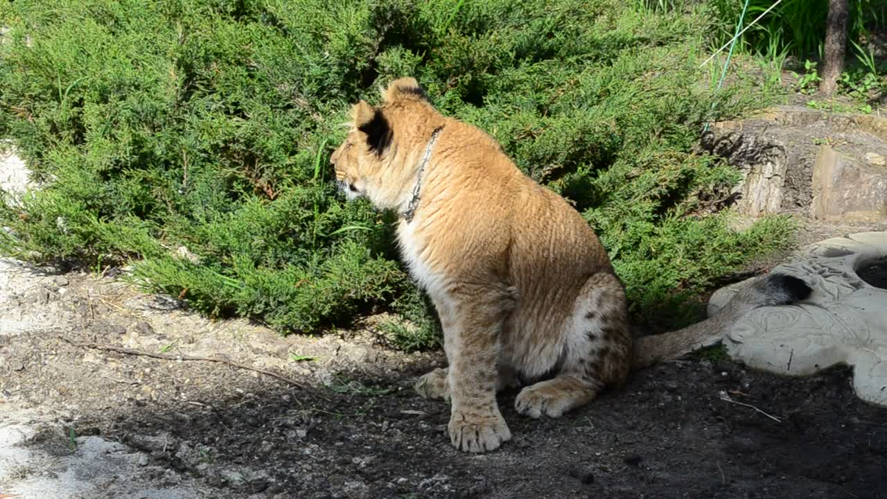 Stock Footage Young Lioness At A Park Live Wallpaper Free