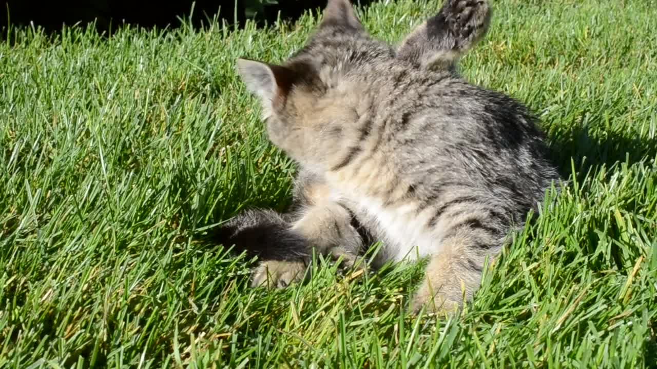 Stock Footage Young Cat Cleaning In The Garden Live Wallpaper Free