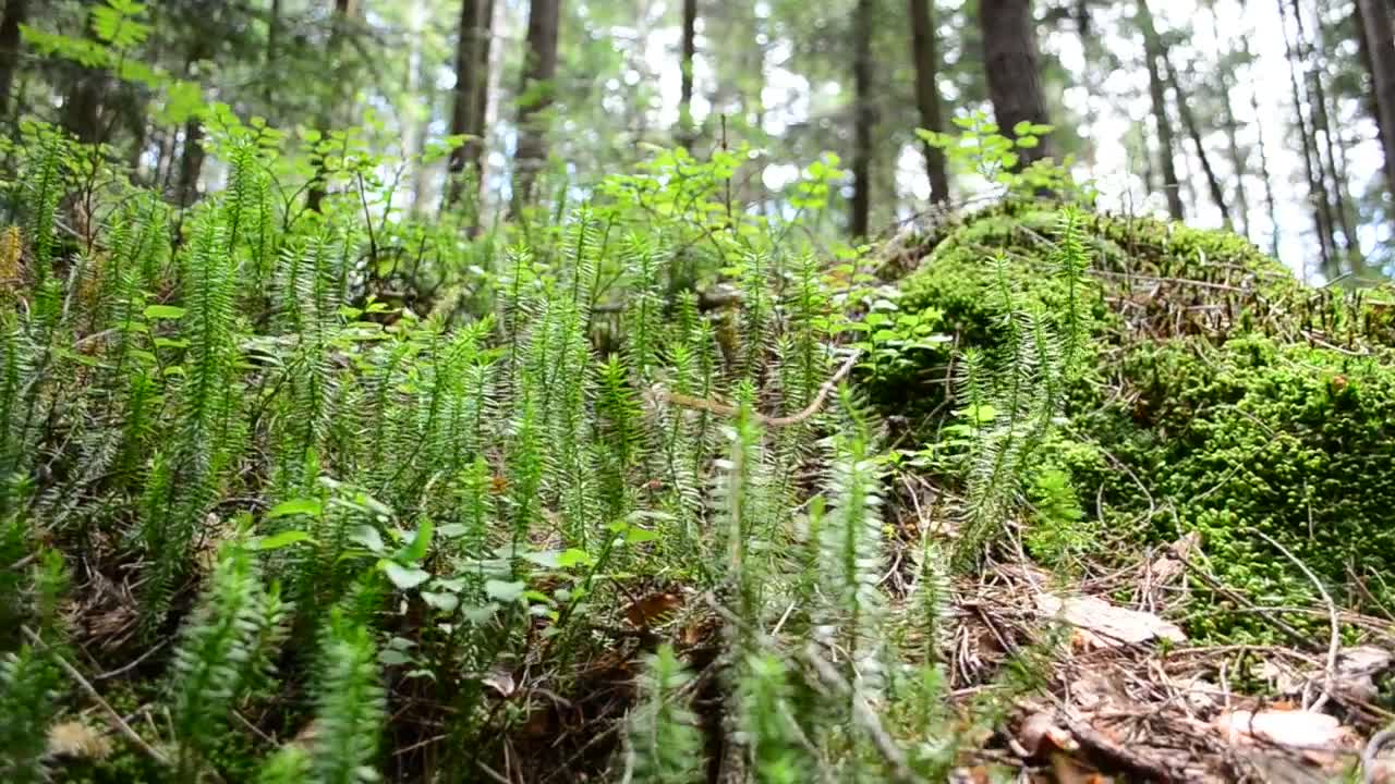 Stock Footage Young Ferns Growing In The Forest Live Wallpaper Free