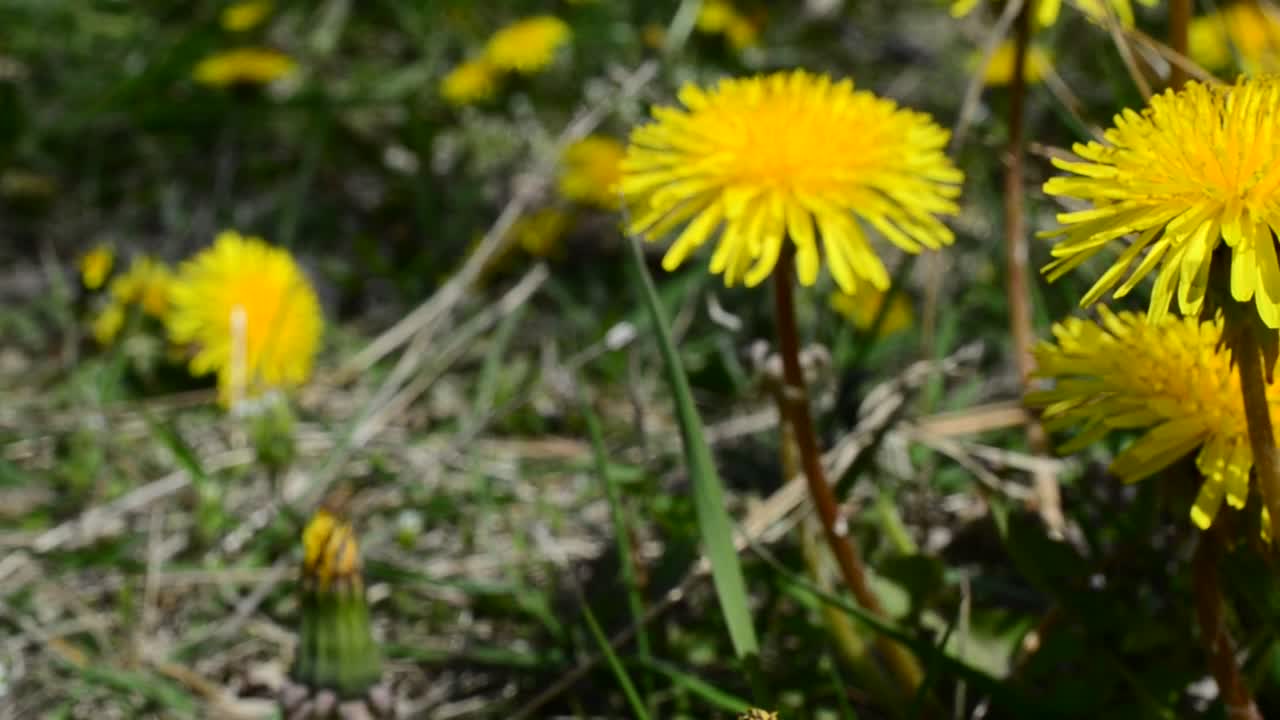 Stock Footage Yellow Wildflowers In A Field Live Wallpaper Free