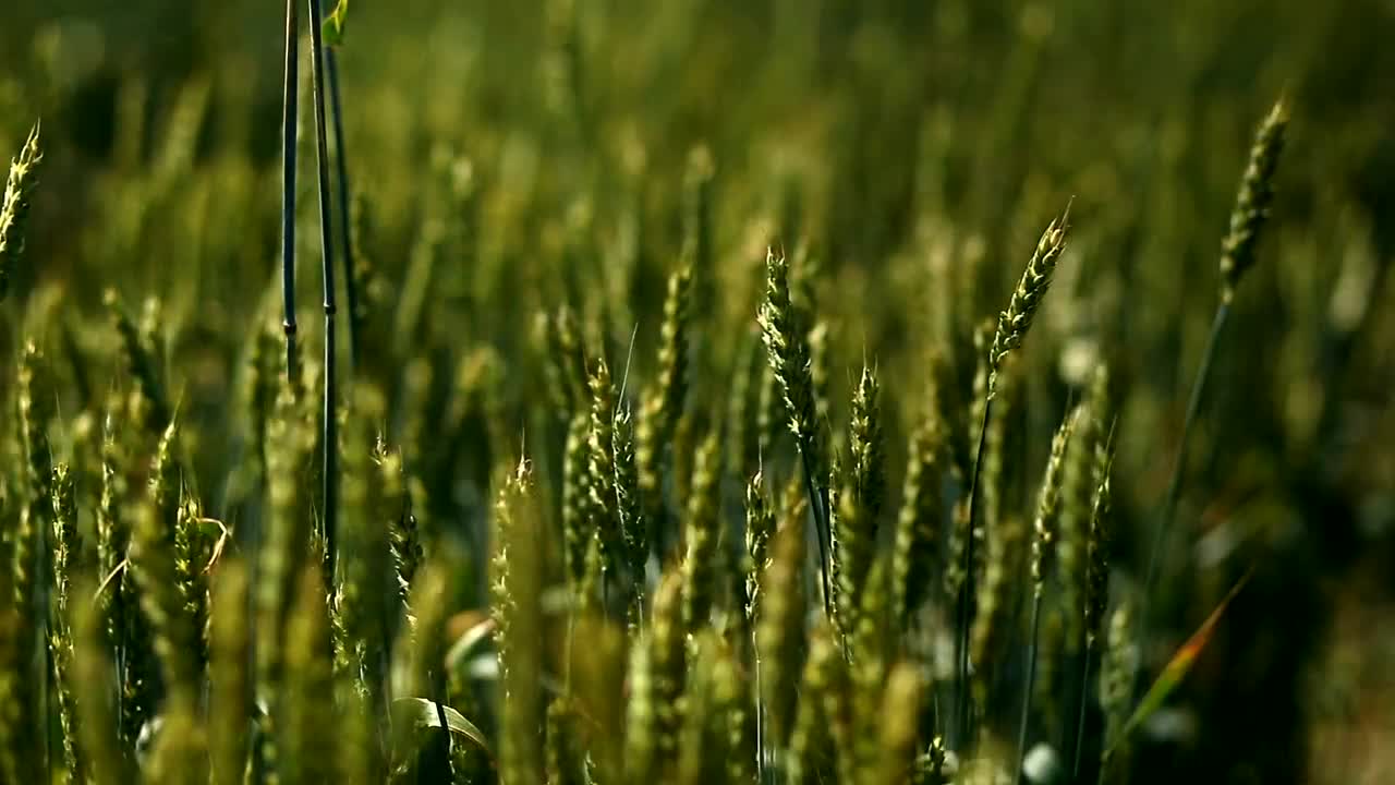 Stock Footage Woman Running Her Hand Over Wheat Live Wallpaper Free