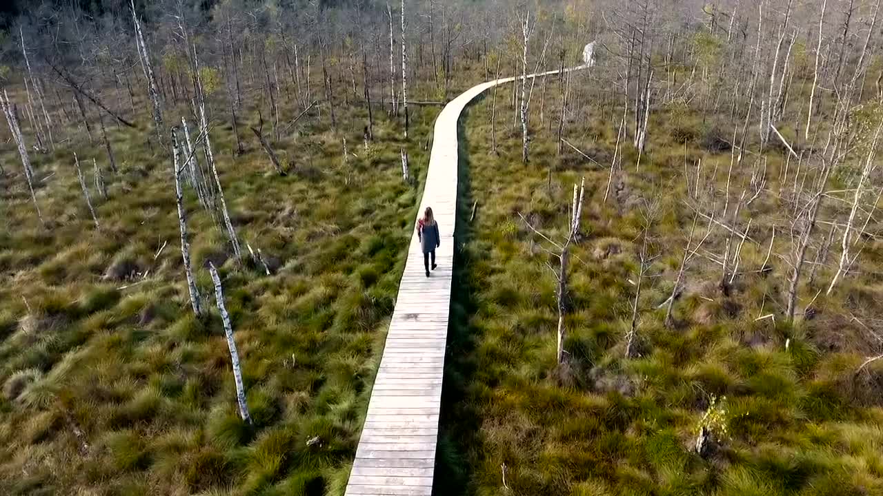 Stock Footage Woman Walking On A Wooden Path In The Swamp Live Wallpaper Free
