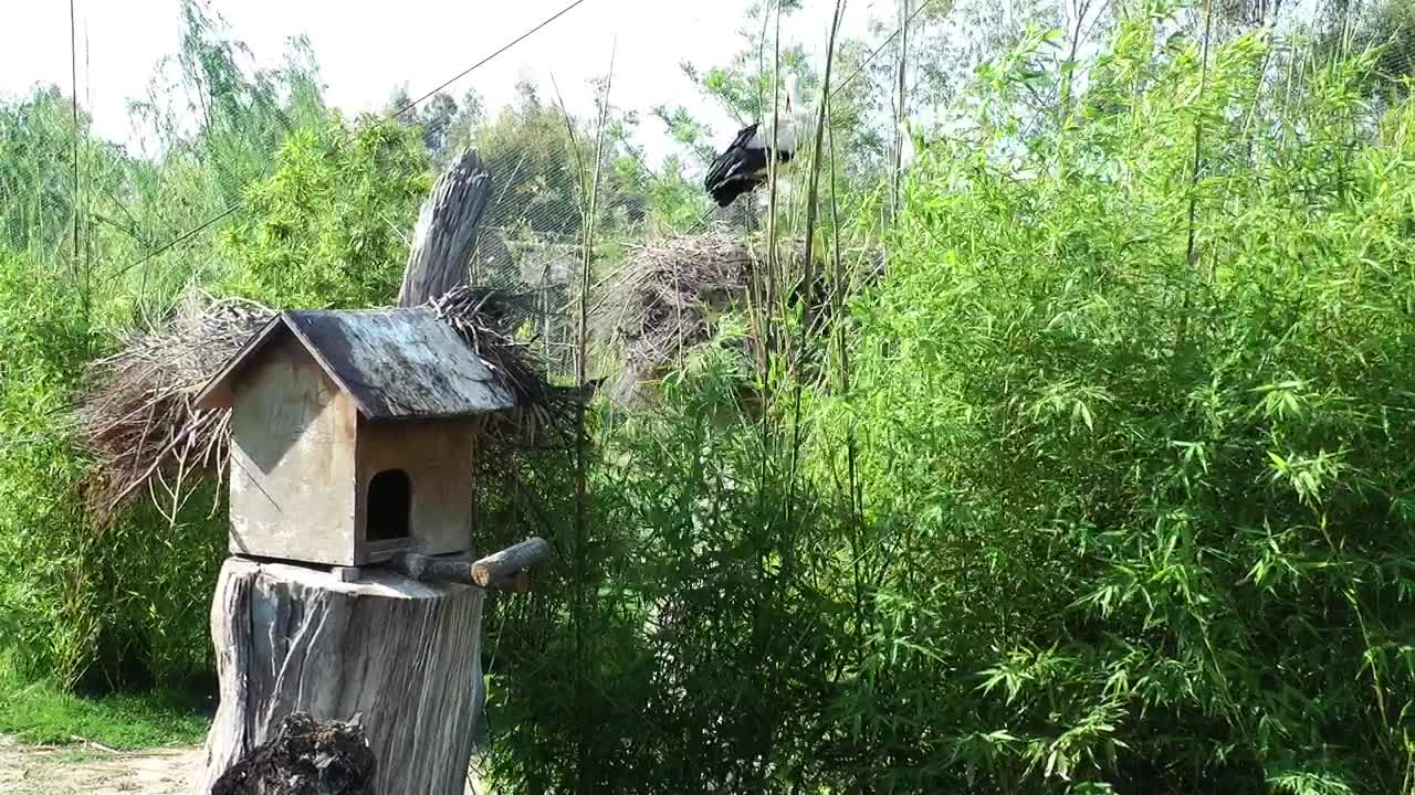 Stock Footage Wooden Bird House Live Wallpaper Free