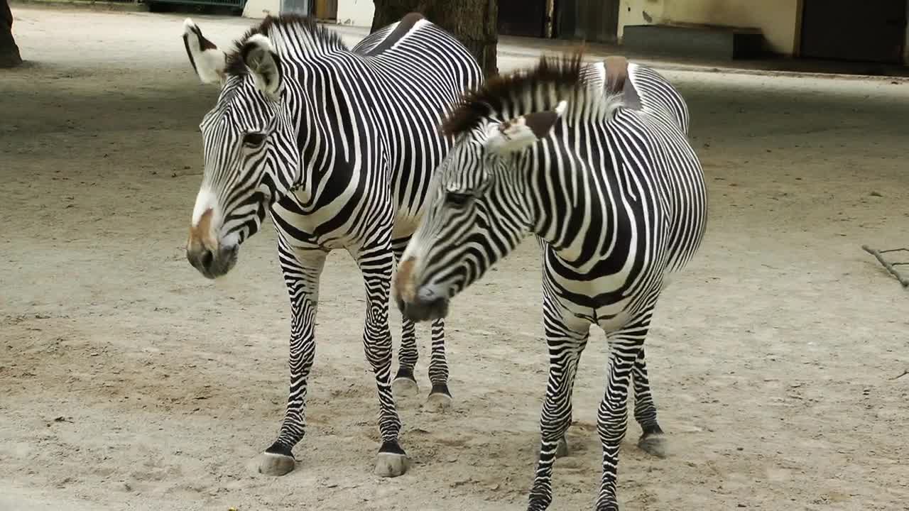 Stock Footage Young Zebras In The Zoo Live Wallpaper Free