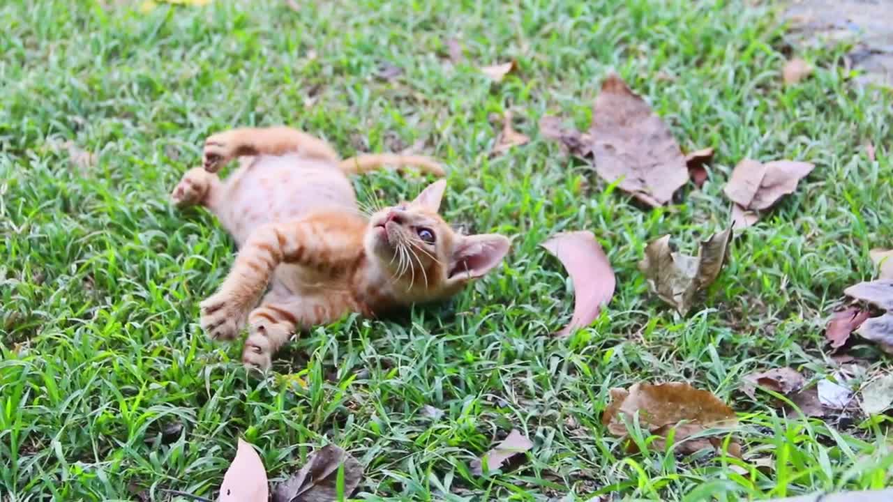 Stock Footage Young Cats Play In The Garden Live Wallpaper Free