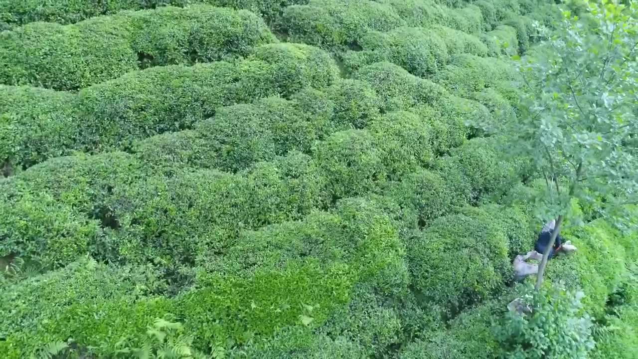 Stock Footage Workers On A Tea Terrace Live Wallpaper Free