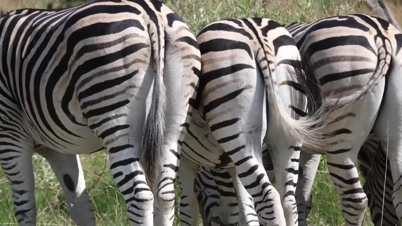 Stock Footage Zebras Grazing In The Savannah Live Wallpaper Free