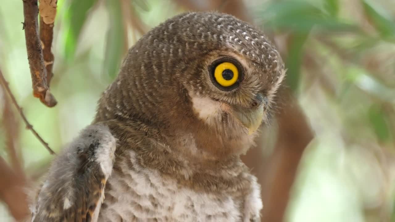 Stock Footage Yellow Eyed Brown Owl In The Wild Live Wallpaper Free