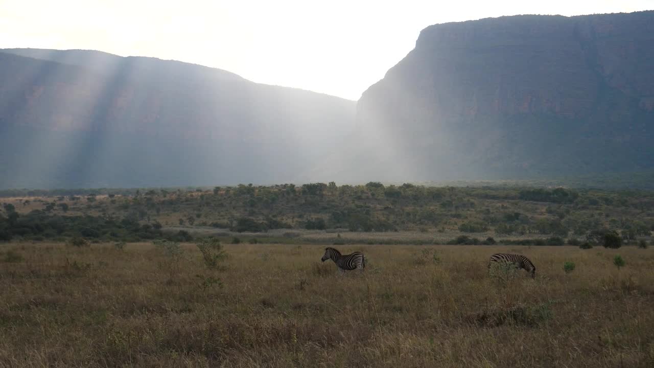 Stock Footage Zebras With Sun Shining Over The Savanna Live Wallpaper Free