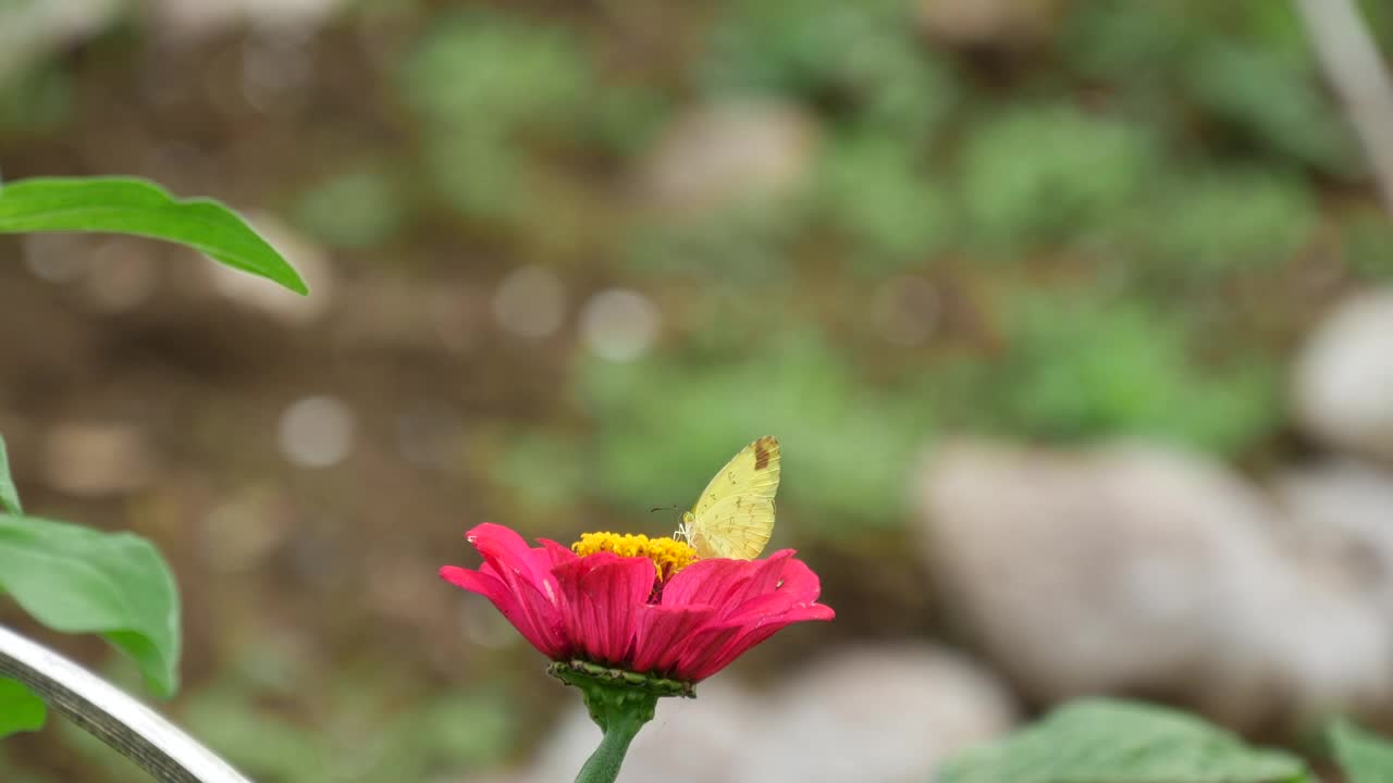 Stock Footage Yellow Butterfly On A Red Flower Live Wallpaper Free