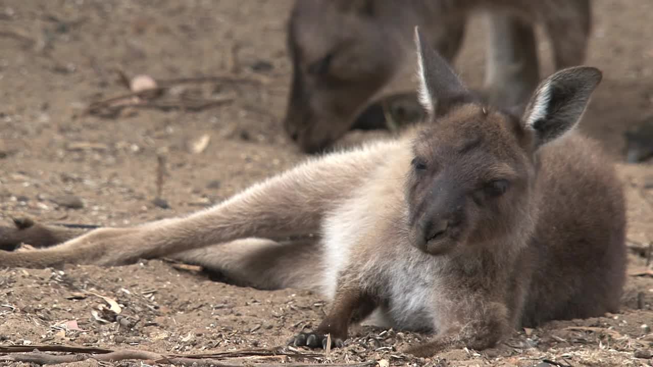 Stock Footage Young Kangaroo Laying On The Ground Live Wallpaper Free