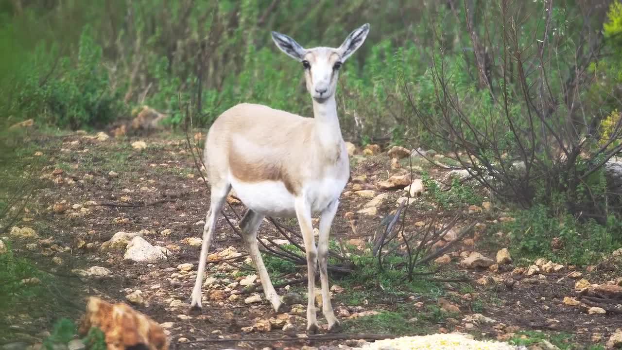 Stock Footage Young Deer In The Woods Live Wallpaper Free